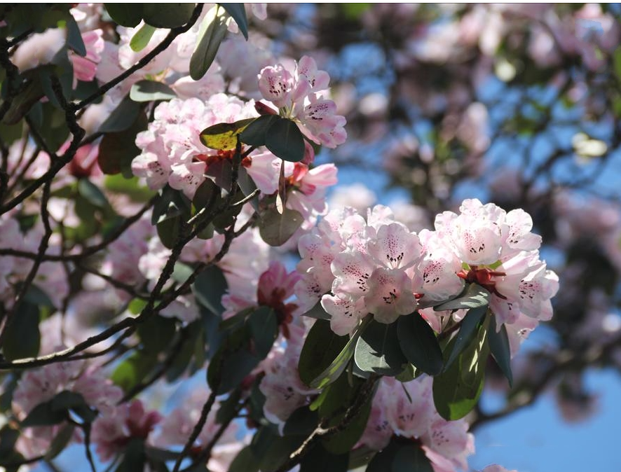 Rhododendron henanense